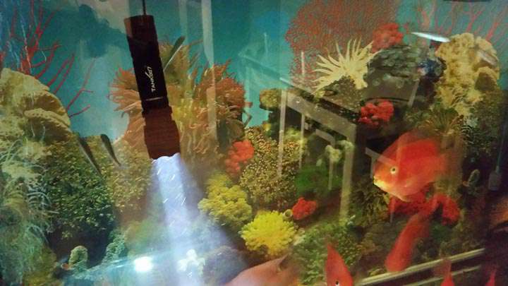 手電PT10，為戰術而生